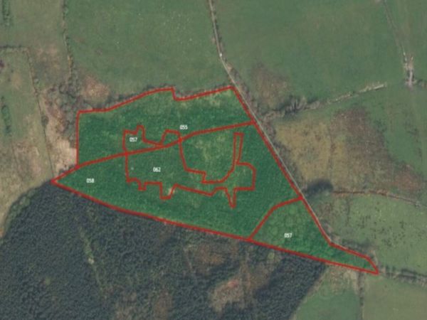 10 acres of forestry forsale