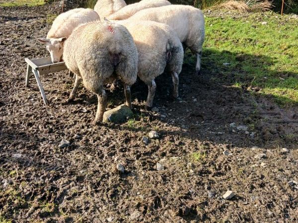 Top quality springing ewe lambs