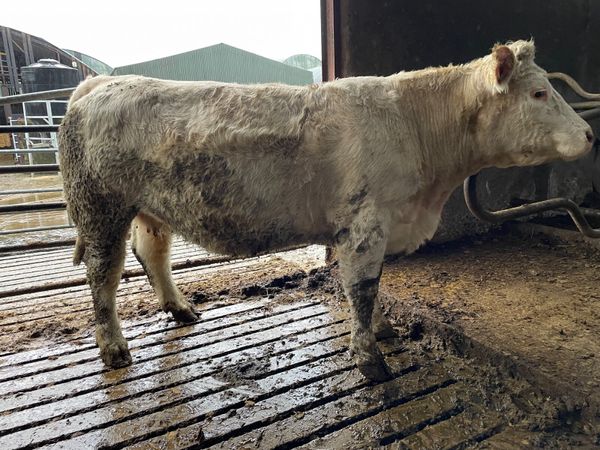 In calf Charolais cow