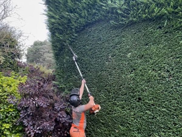 Tree care,, hedge cutting & garden maintenance