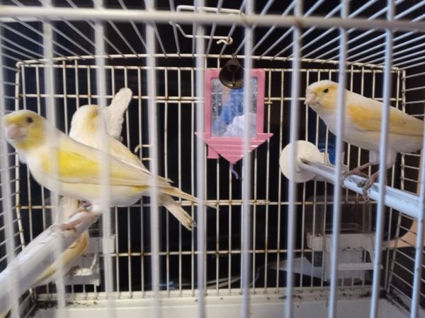 Canary cocks