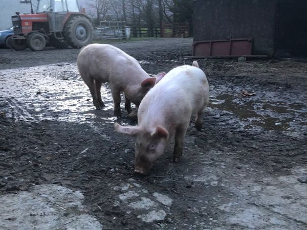 6 months old boars ready to fatten