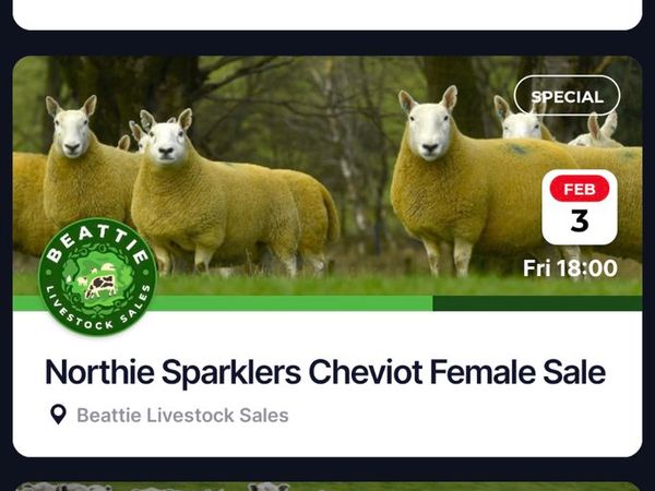 North Country Cheviot Sheep Females