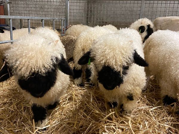 Valais Blacknose lambs