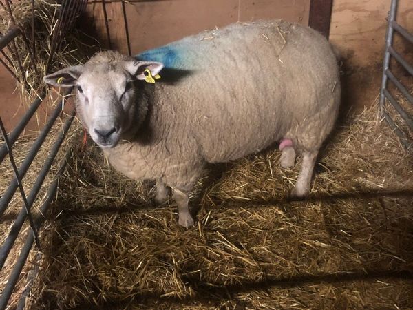 Foster ewe for sale