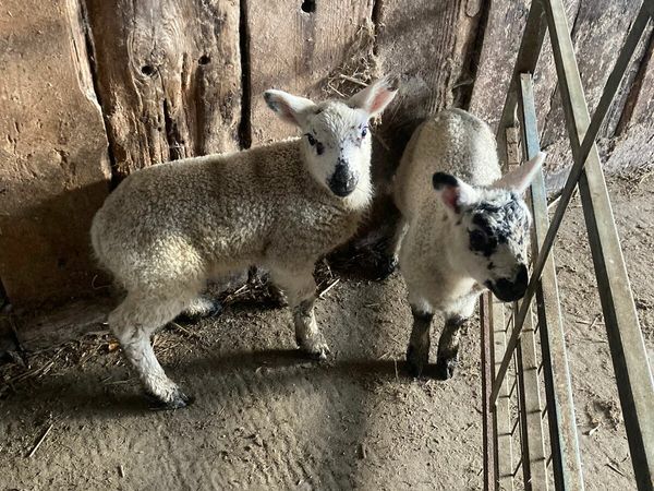 2x pet lambs