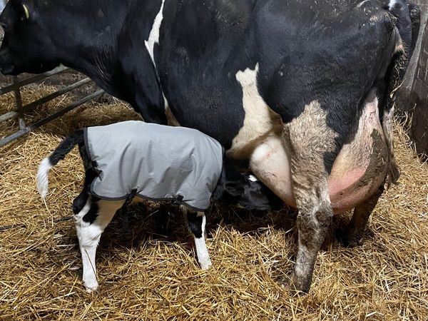 FR cow with FR Bull calf