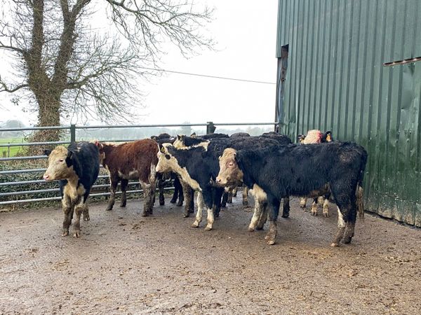 10 Super yearling Hereford heifers