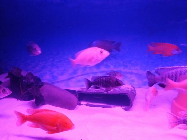 Beautiful & healthy cichlids for sale