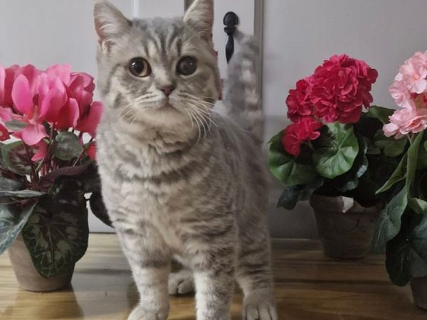 Beautiful British Shorthair Kitten