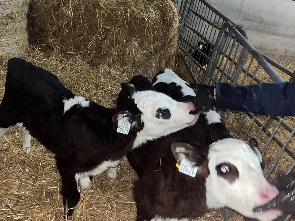 Hereford and AA calves