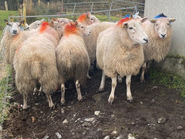 8 Smashing Ewes Carrying 14 Lambs