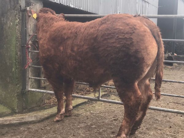 Limousin bull ready for work