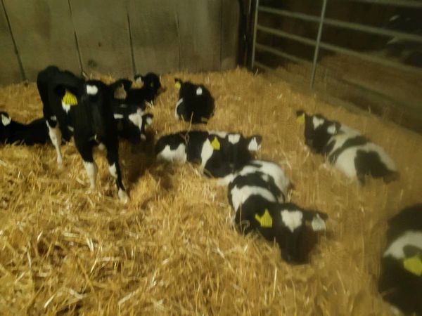 14  Freisian heifer calves