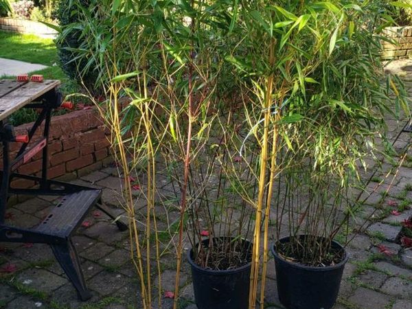 Bamboo for hedge, screen,containers. Delivery