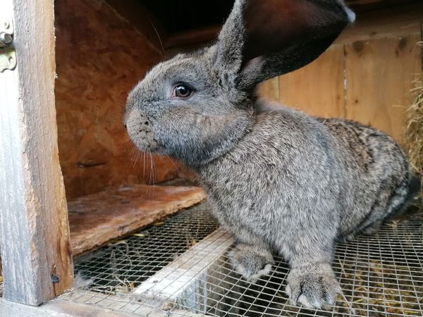 Gorgeous pure breed Giant Flemish rabbits for sale in Offaly for €70 on  DoneDeal