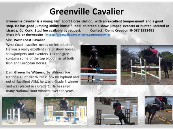 Greenville cavalier showjump