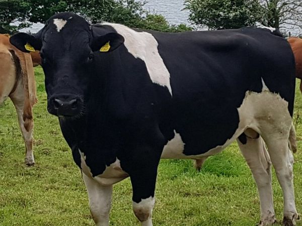 Teaser Bull Wanted for sale in Donegal for €0 on DoneDeal