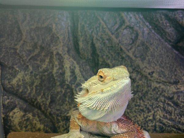 Breaded Dragon for sale