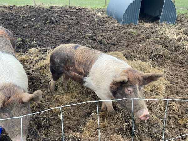 Pigs Ads For Sale in Ireland | DoneDeal
