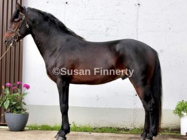 Connemara Stallion 153cm