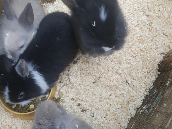 rabbits | 145 Animals Ads For Sale in Ireland | DoneDeal