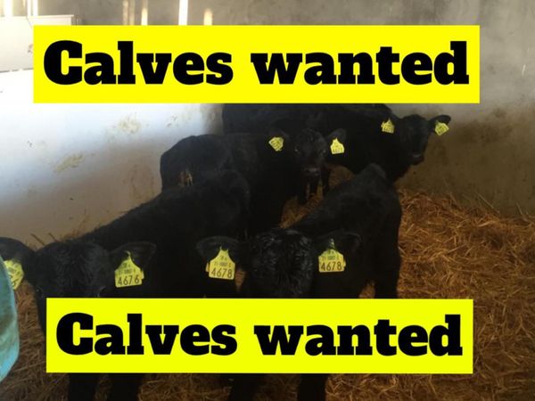 WANTED CALVES CALVES