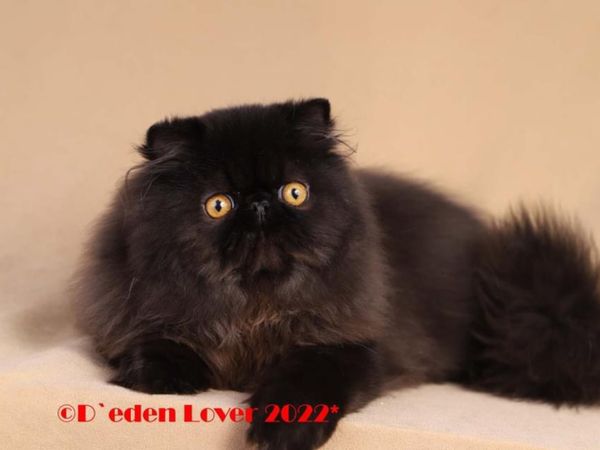 Pedigree Persian male , stunning cat