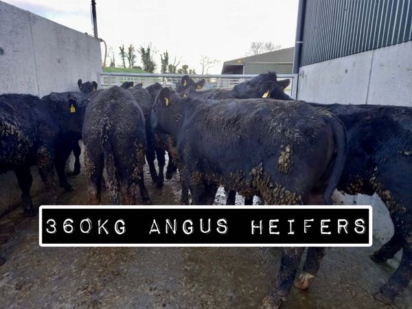 350kg Angus Heifers