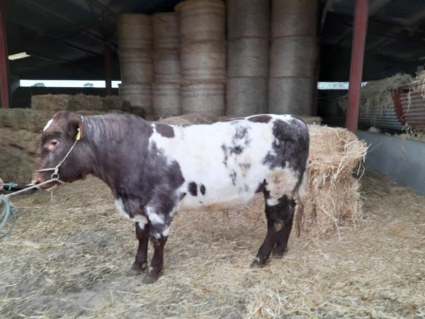P.B.R Traditional  Shorthorn Bull