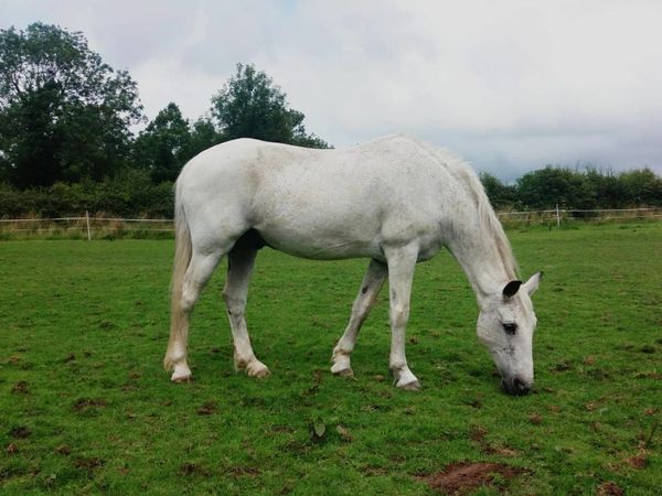 Equestrian Property - smallholding - sole used yard