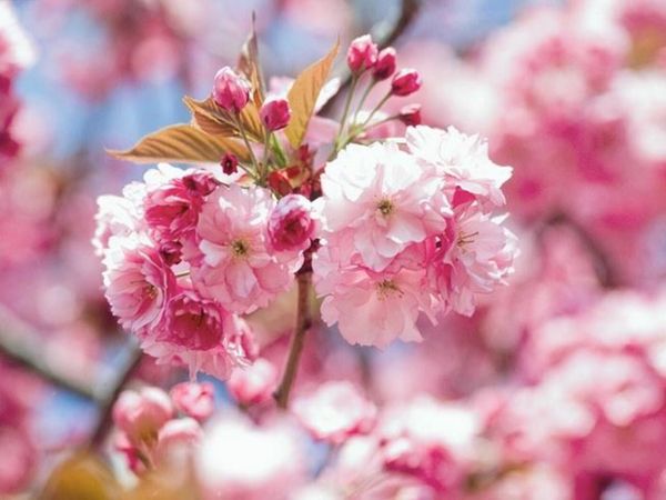 Pink Cherry Blossom Trees x 3