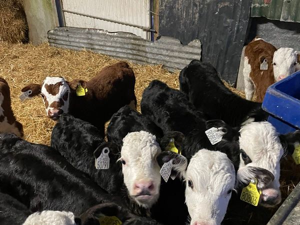 Hereford and angus calfs forsale