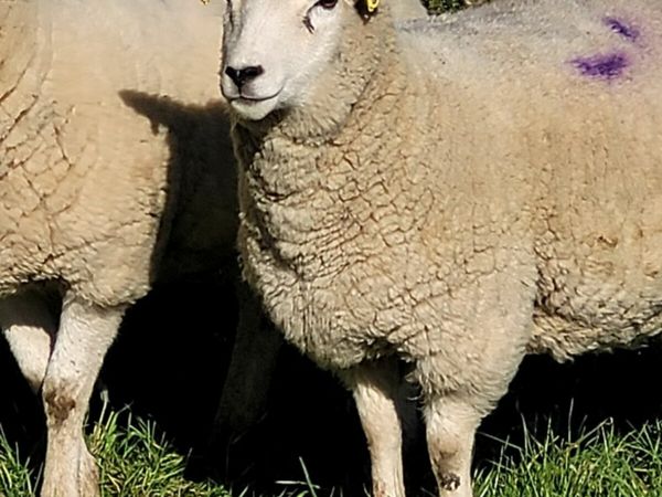 In Lamb Texel x llynn ewe lambs