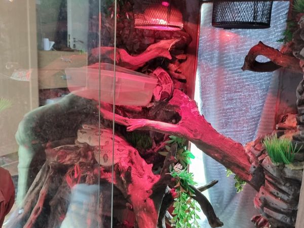 2  Boa Constrictor snakes + 1m x 1m fully equipped and decorated terrarium