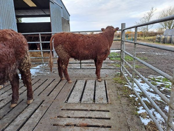 3 Salers heifer weanling for sale