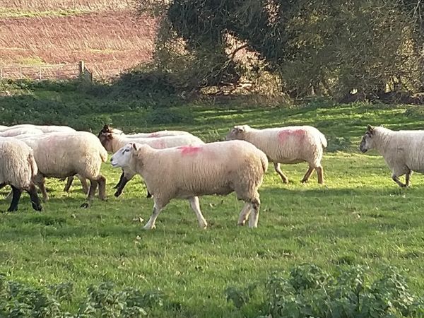 In-lamb ewe flock clearance