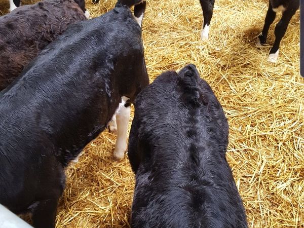 Hereford Bull calves