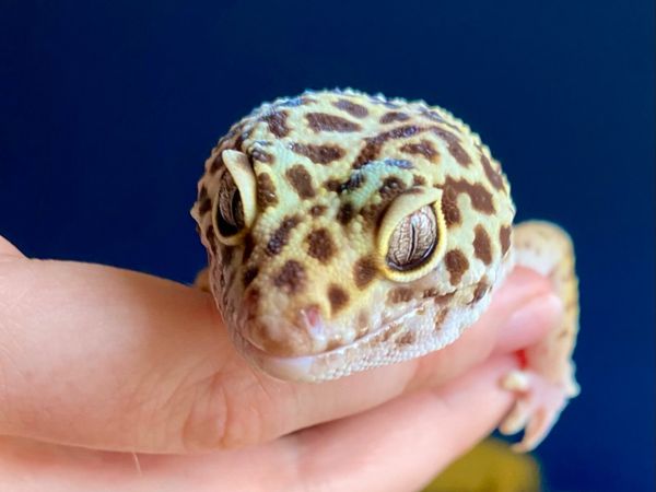 Leopard Gecko and Terrarium