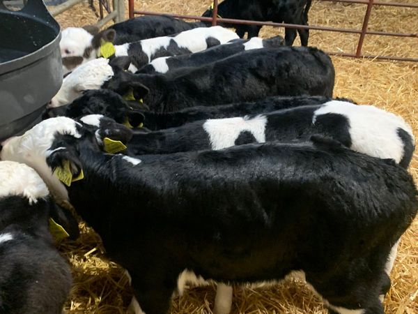 Calves for sale
