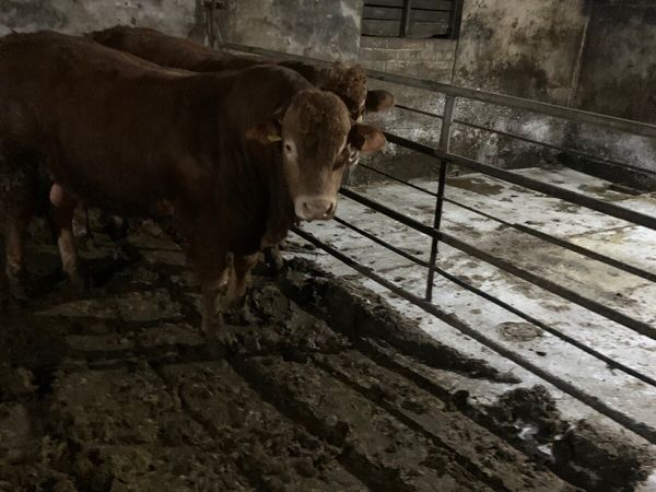 pedigree Limousins bulls and Heifers sale