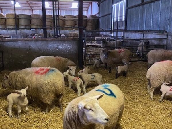 Ewes and lambs for sale