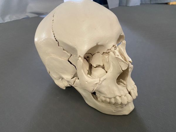 3B Life Size Cranium