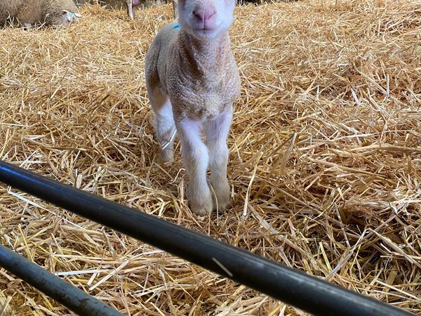 40 Pet lambs March
