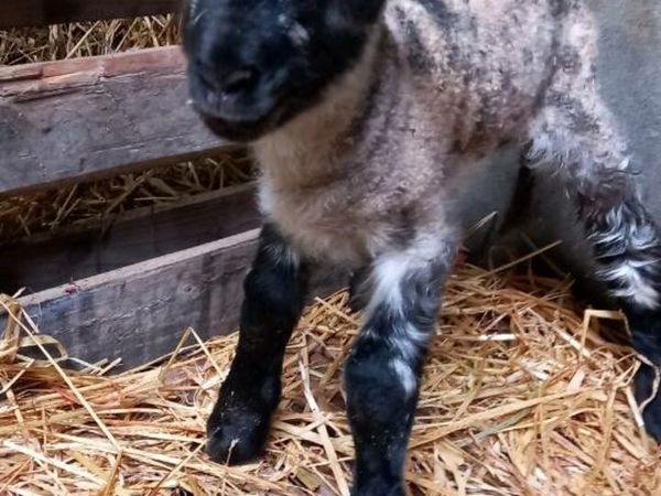 Lambs for sale