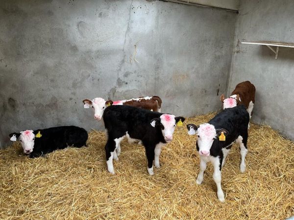 Hereford Calves For Sale