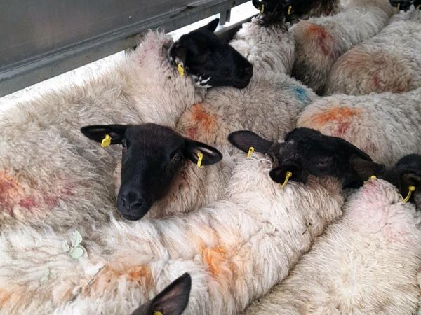 Ewe lambs