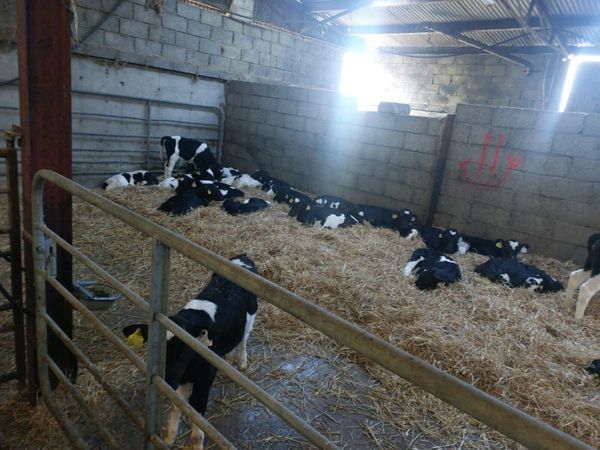 15 Bull Calves