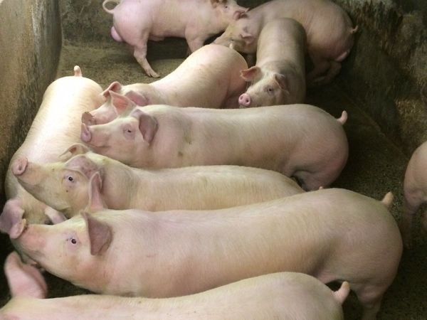 15pork pigs