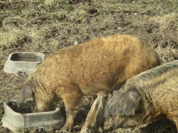 1/2 Mangalitza (Mangalica) woolly pig